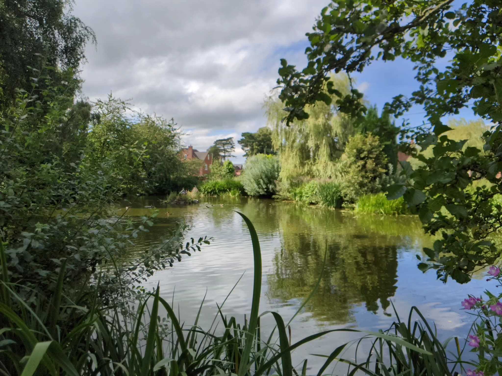 Village pond August 2024